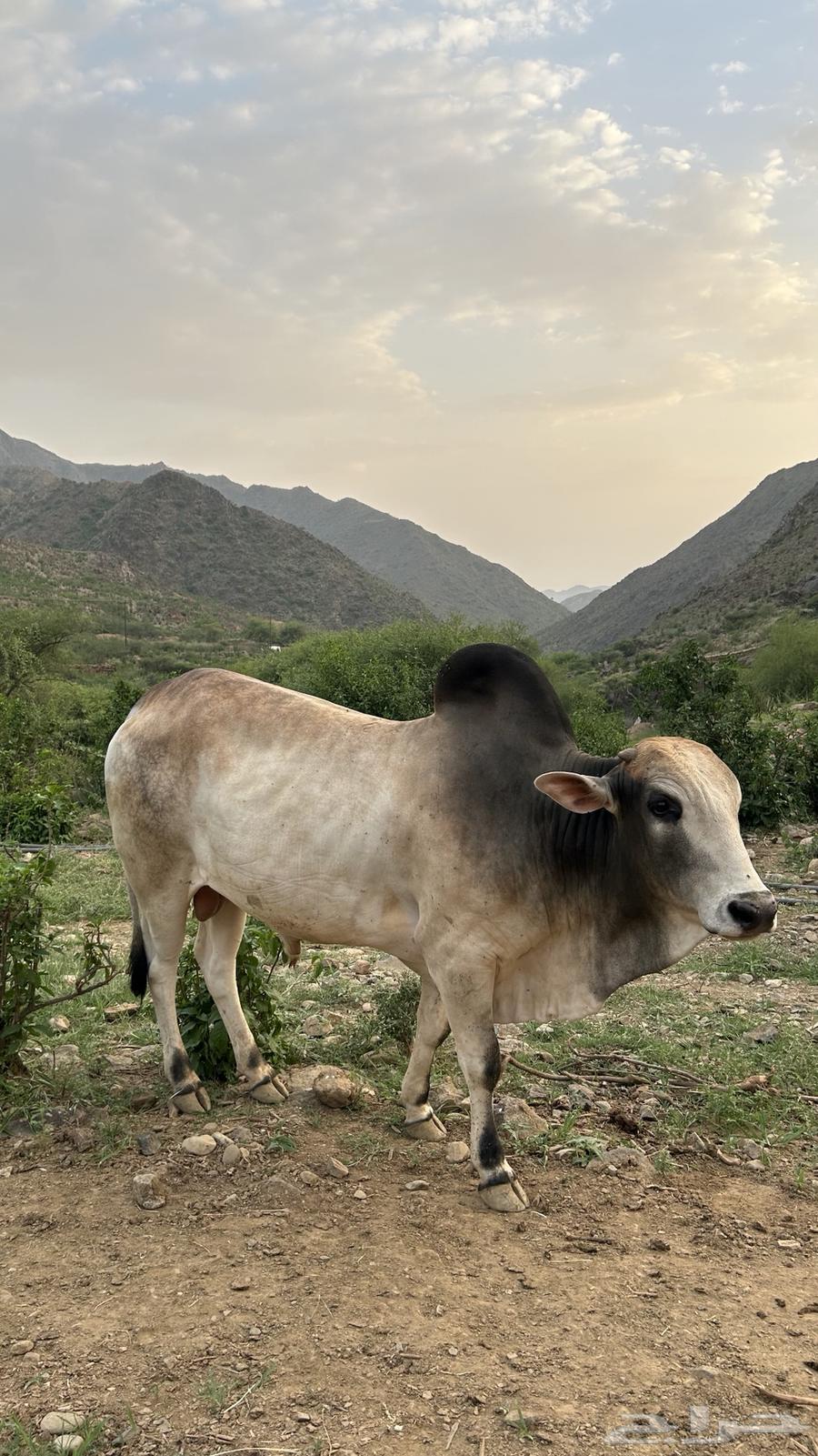 حسيل بلدي للبيع64431075525890110