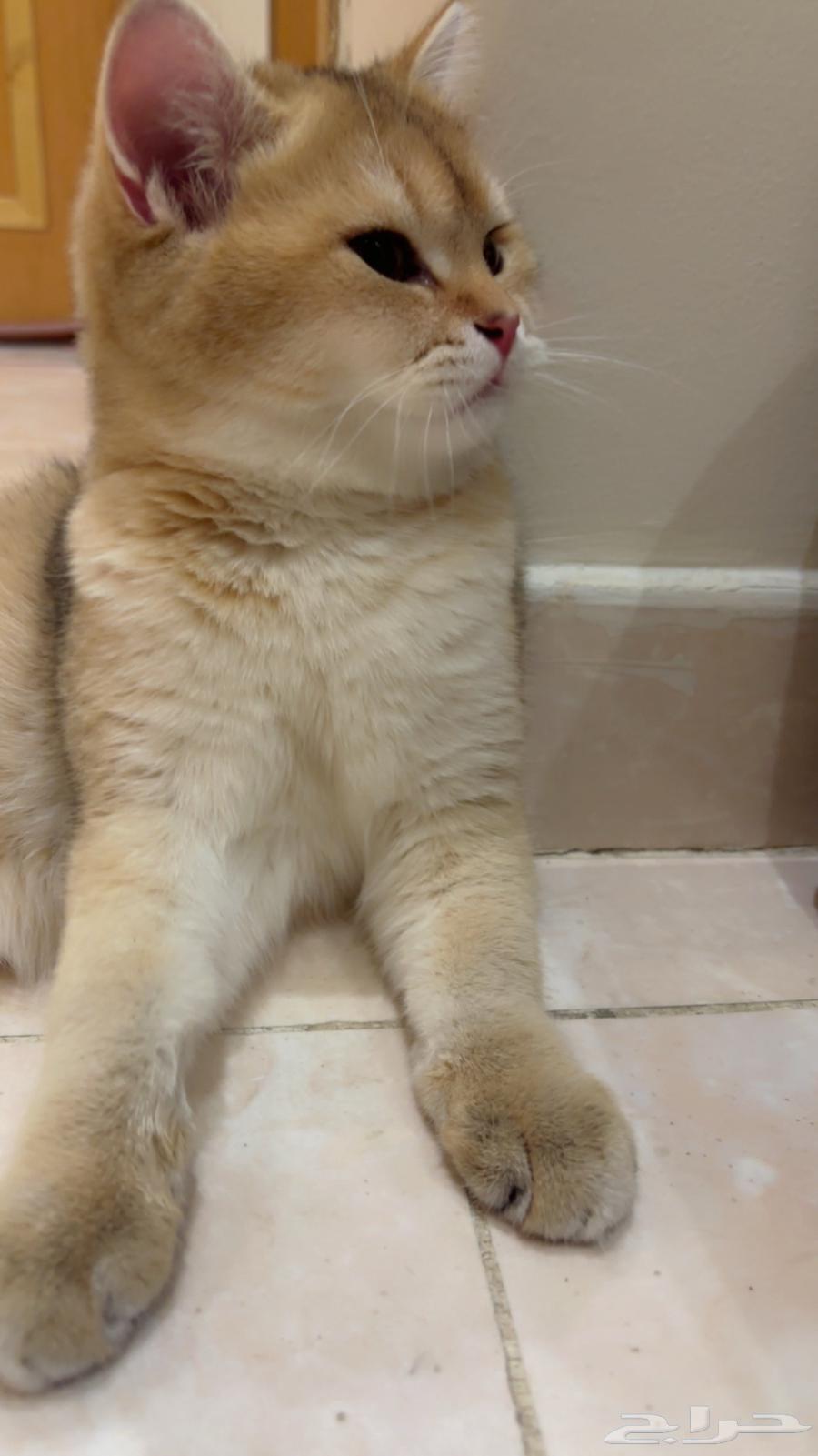 قط للبيع64426833818370114
