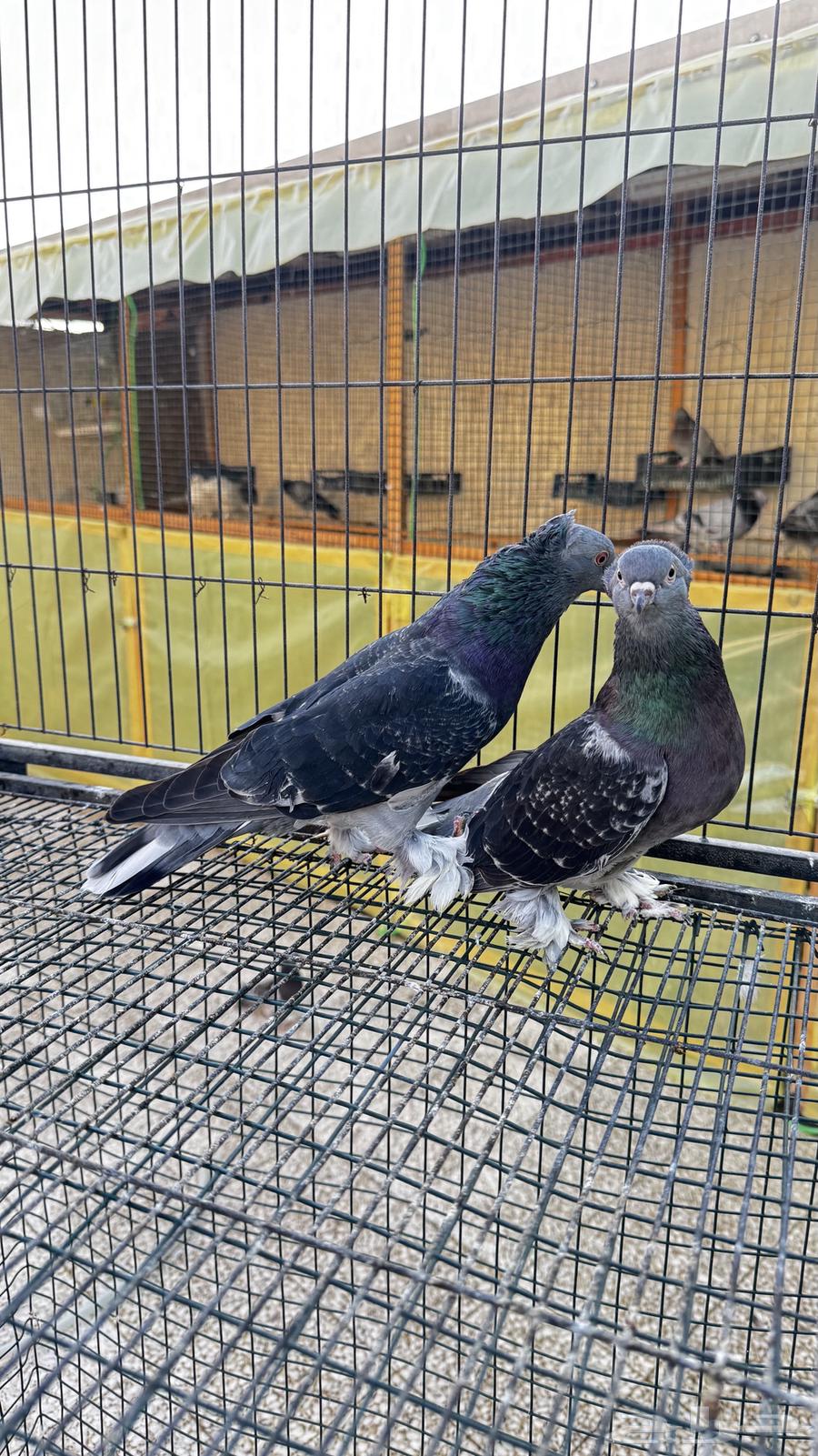 للبيع حمام تركي (تم البيع )64431754297090111