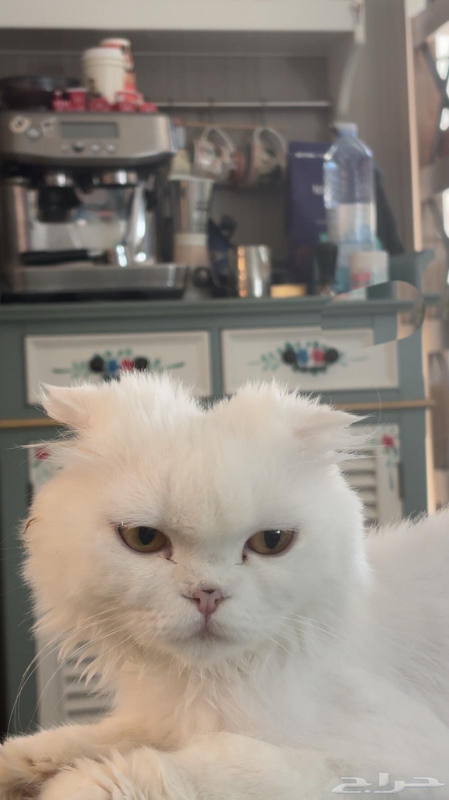 Scottish Fold Cat64428416868226113