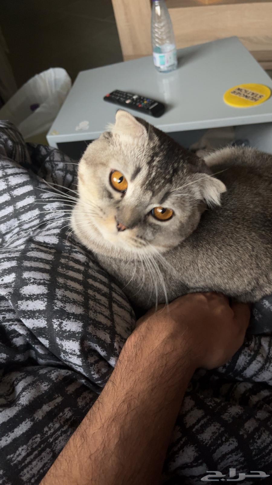 ذكر سكوتش للبيع بسعر رمزي64432605533185110