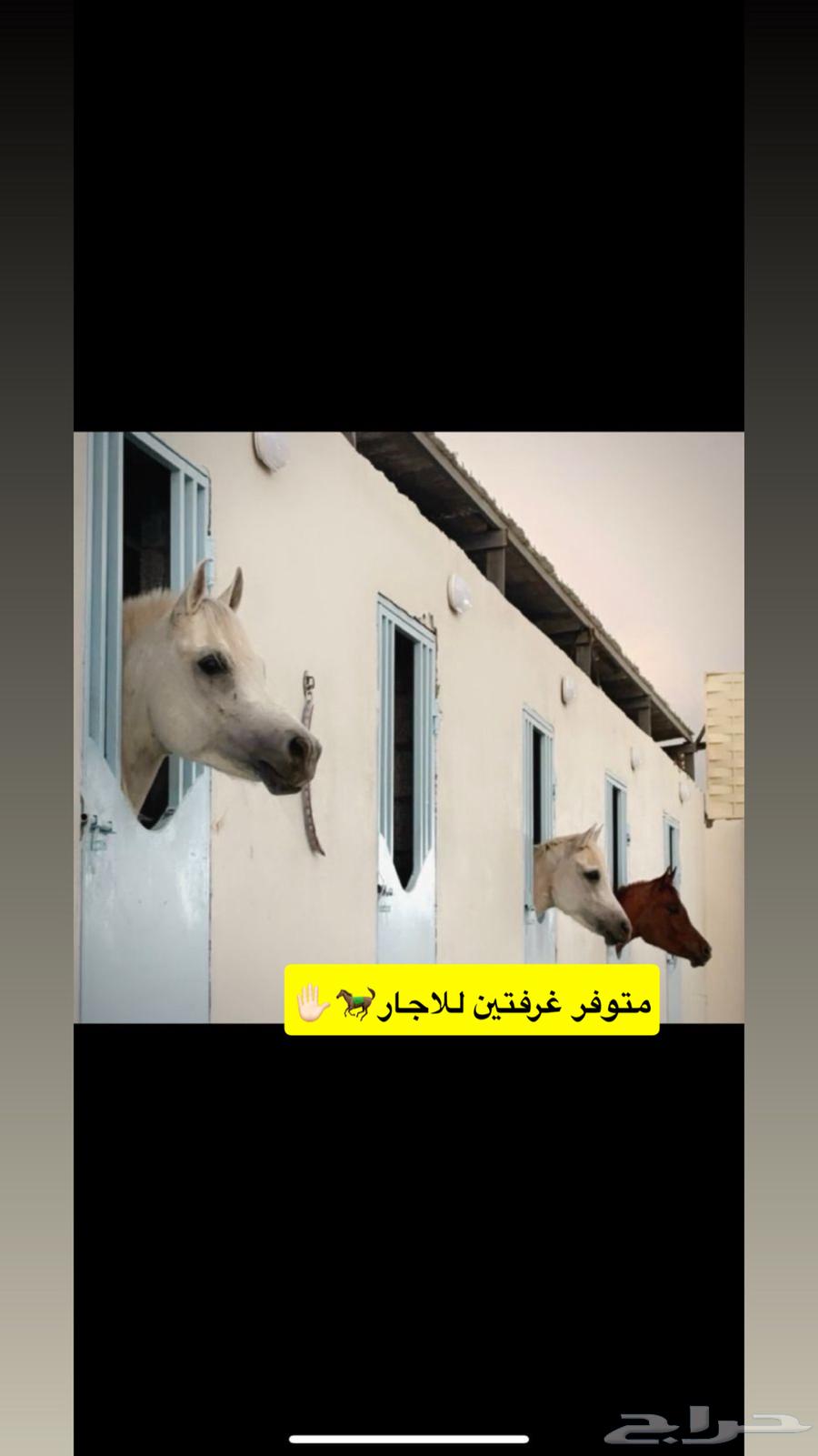غرف اجار للخيل بسعر منافس وصحة جيده للخيل64431413069955110