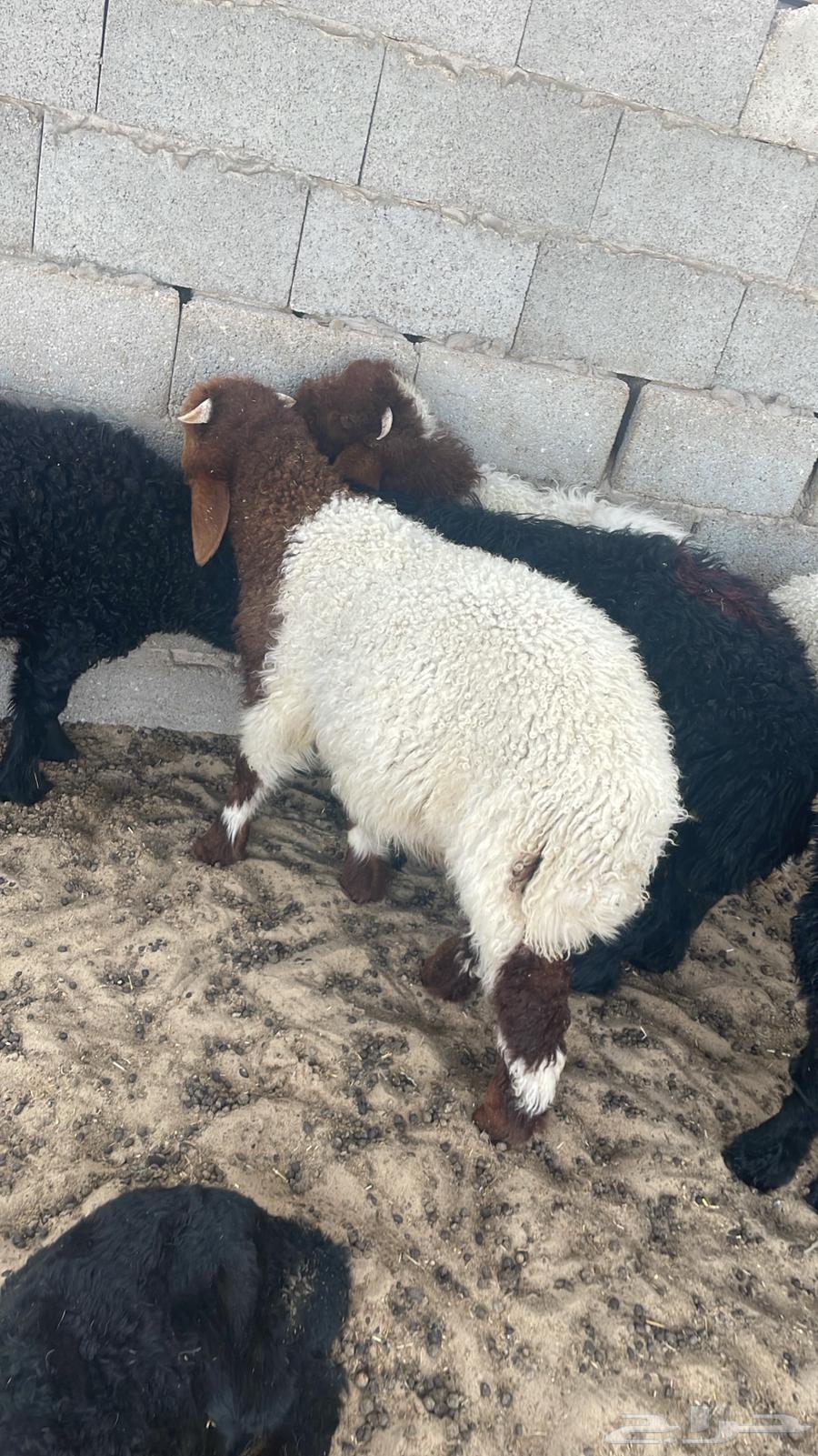 Naaimi local slaughtered meat, goats, and Harri for sale for refrigerators and occasions64427865466882110