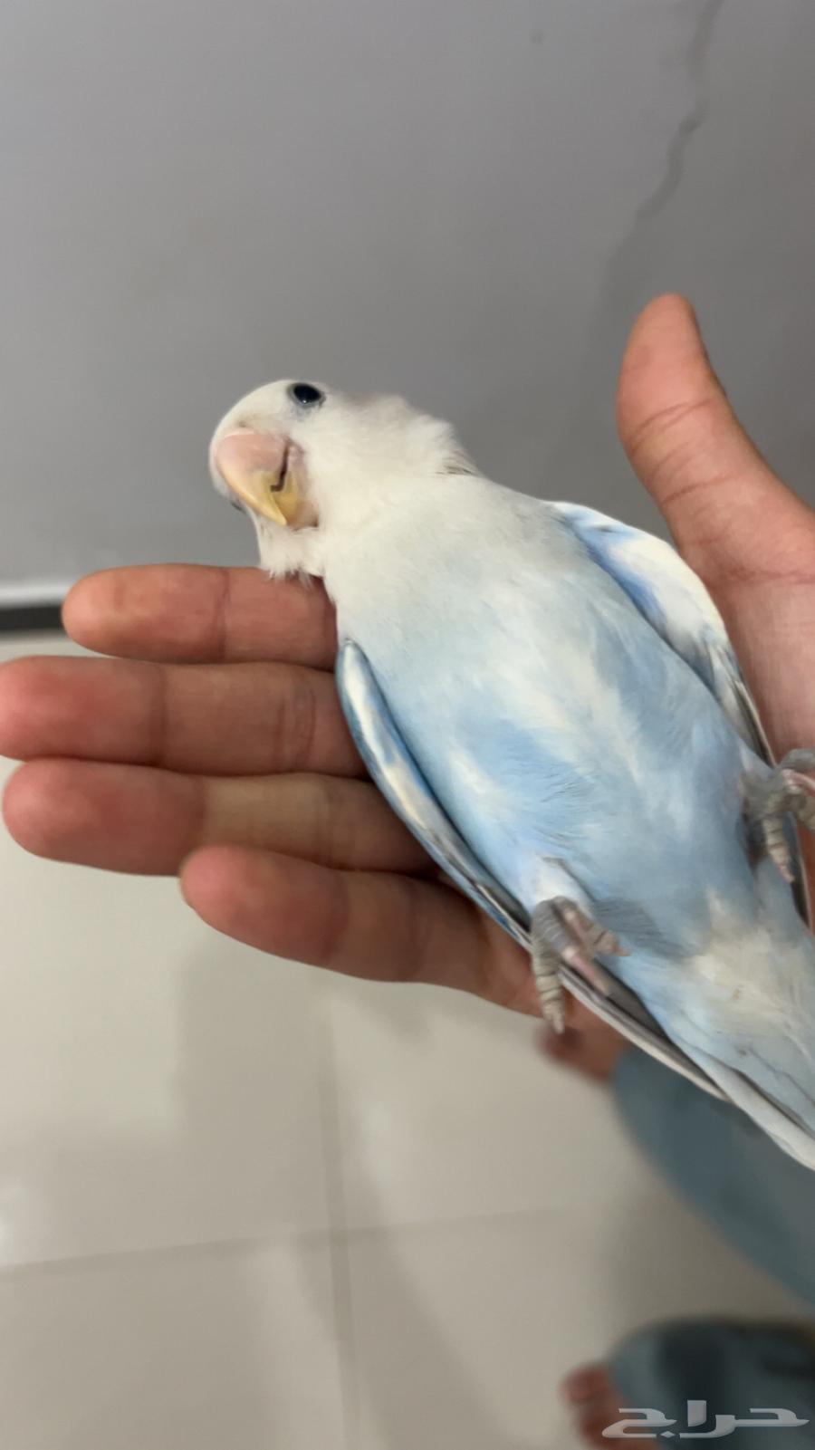 طير روز للبيع64432495973761114