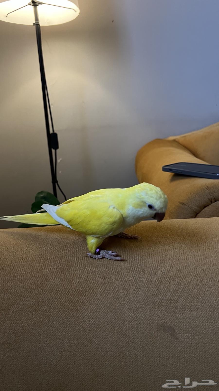 Quicker fiber and internal and external threat64429518423811112