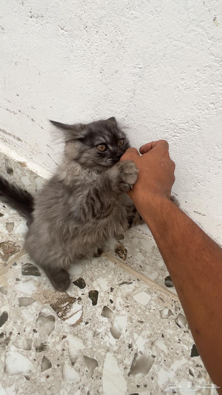 قطه عمرها اقل من اربع شهور64427410070018110