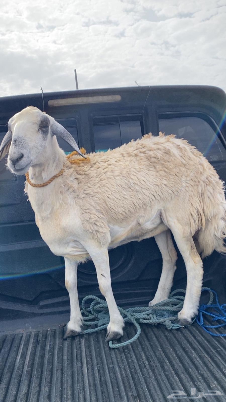 Sheep skinned for sale, and this is its photo before skinning64428563495042110