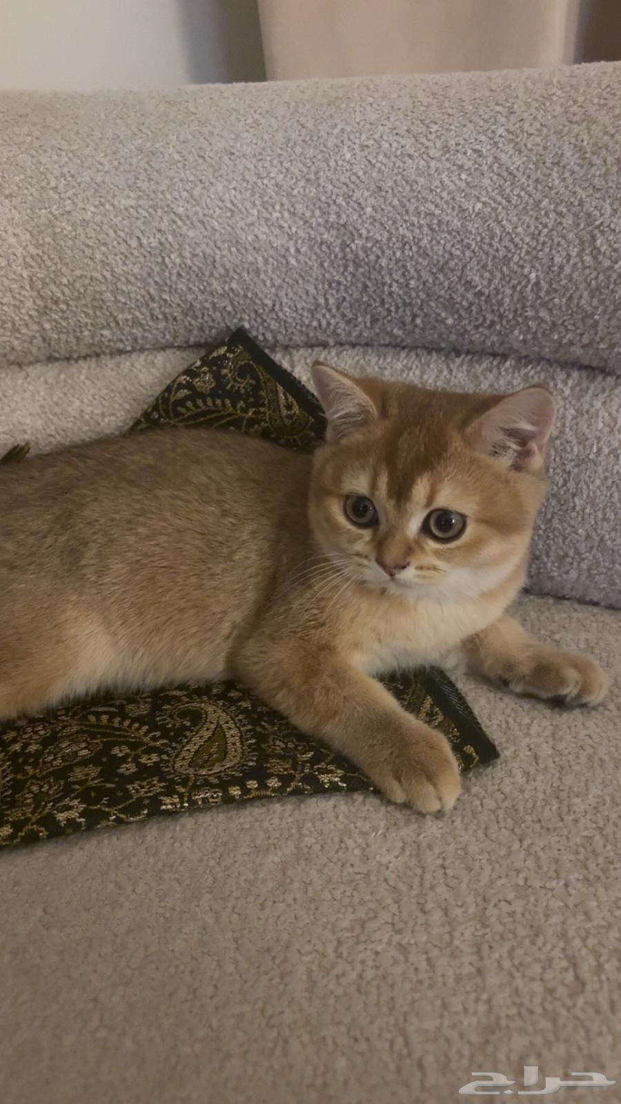 قط سكوتش للبيع64426577829762110