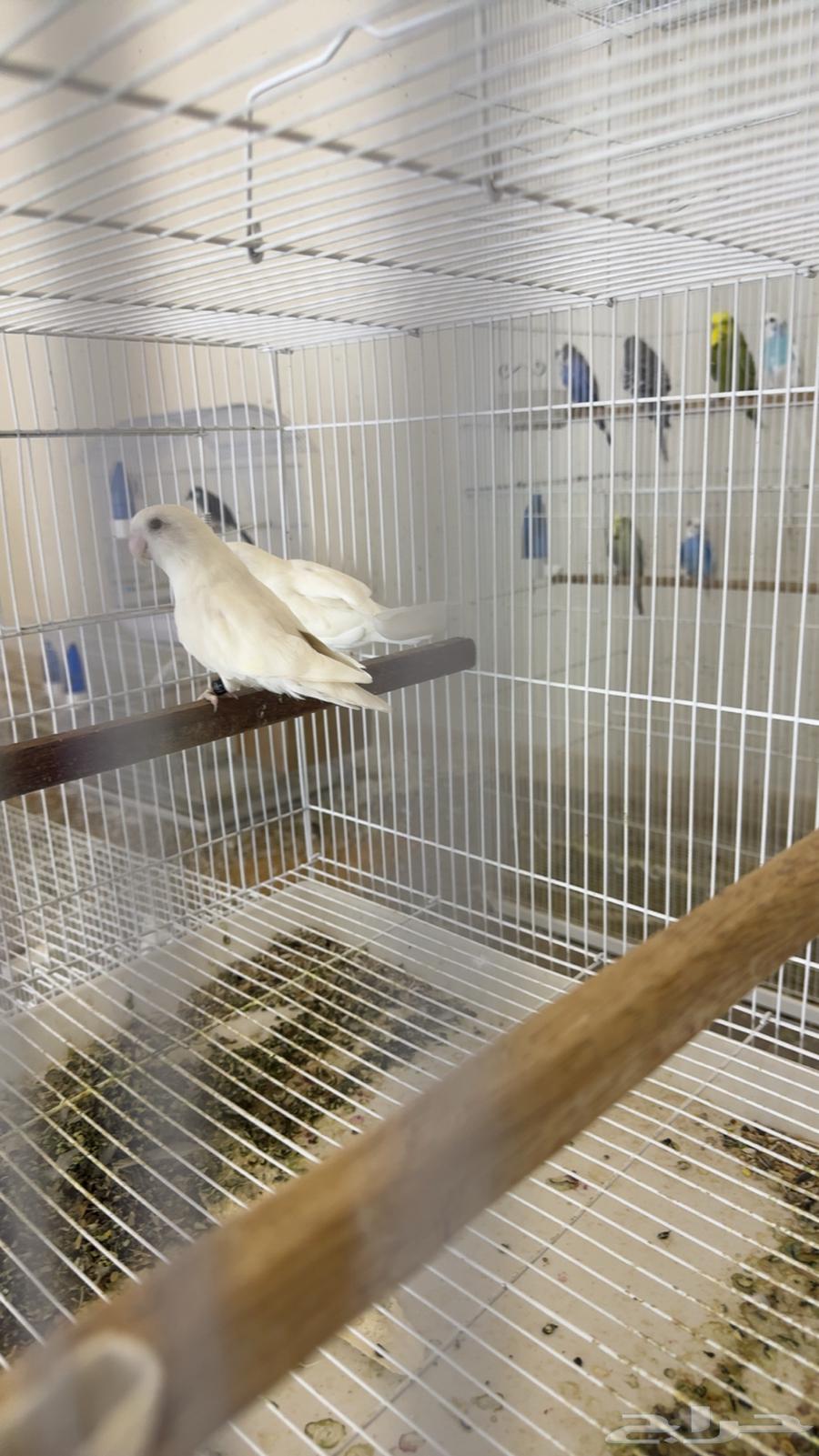 روز البينو64426658382978111