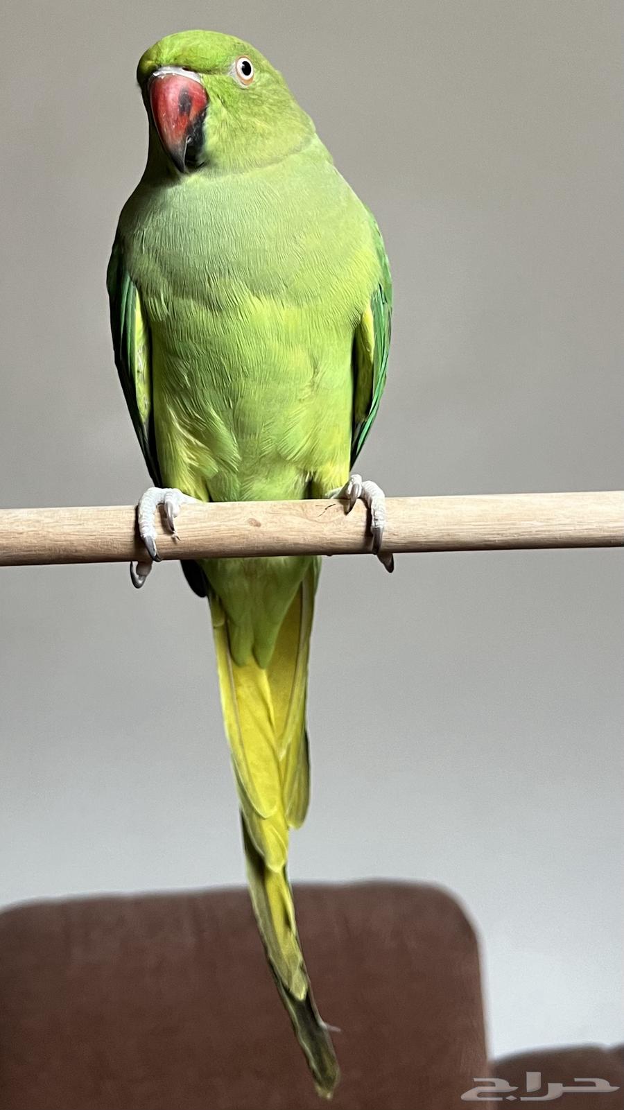 دره هنديه اليفه ( تم البيع )64431453688066110