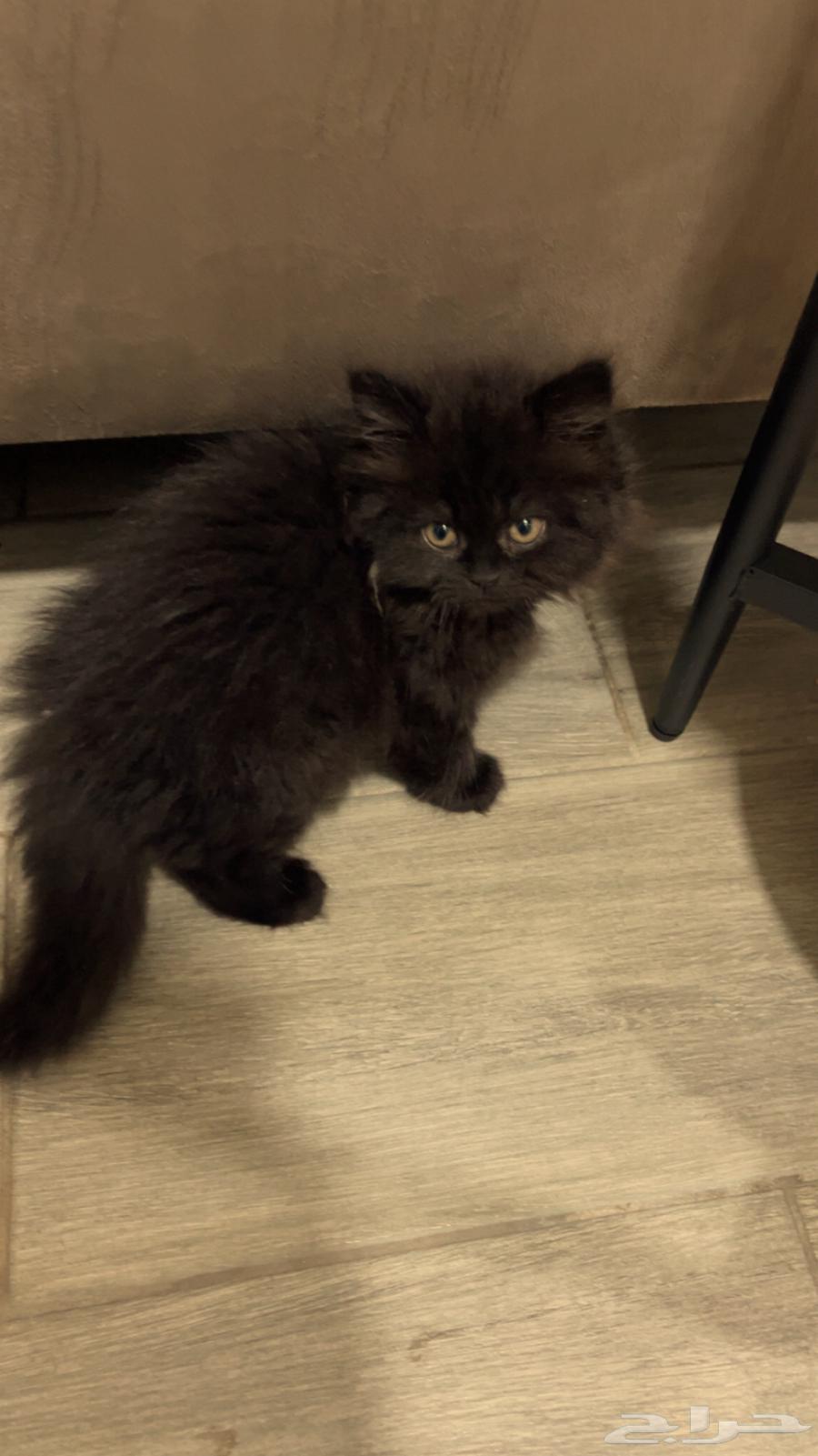 قطط للبيع64429263737218110