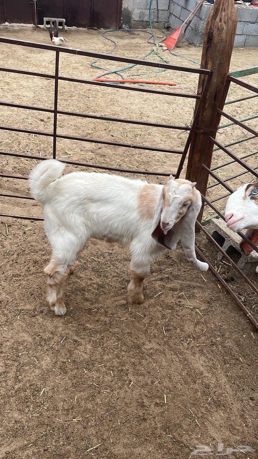 Naaimi local slaughtered meat, goats, and Harri for sale for refrigerators and occasions64427865466882111