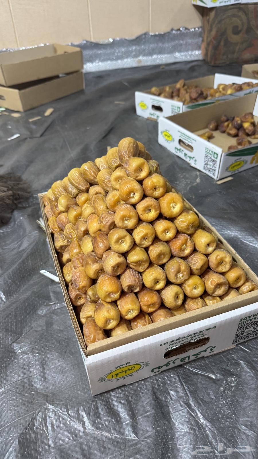 مفتل ملكي فاخر64428657607298112