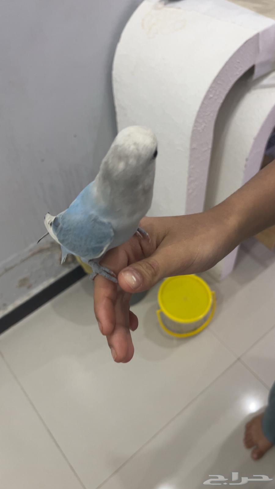 طير روز للبيع64432495973761113