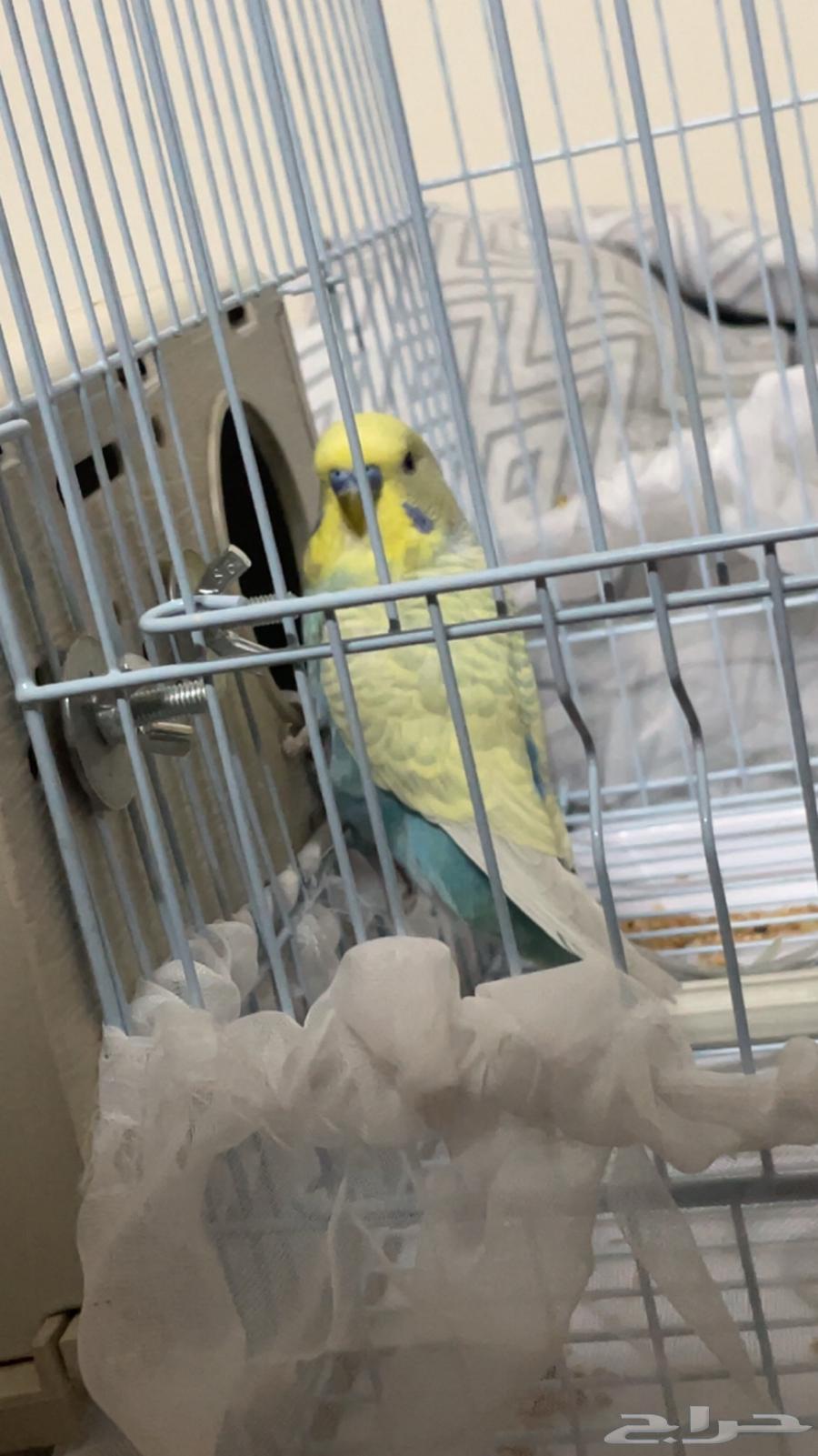 Distinguished Budgie Pair64427196232705112