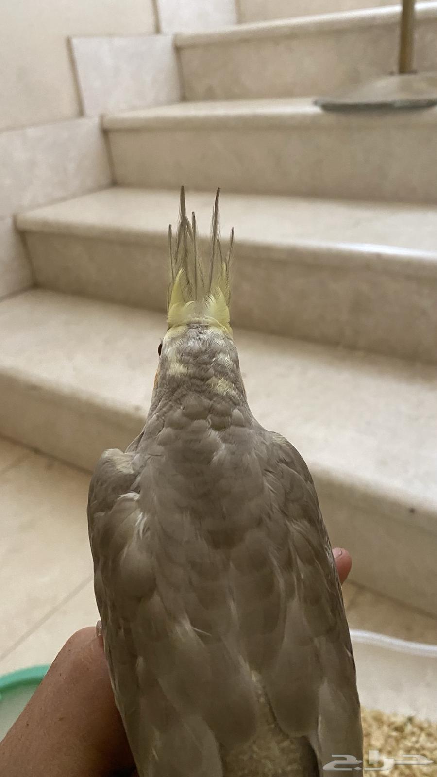 فرخ كروان للبيع(تم البيع)64427704203522114