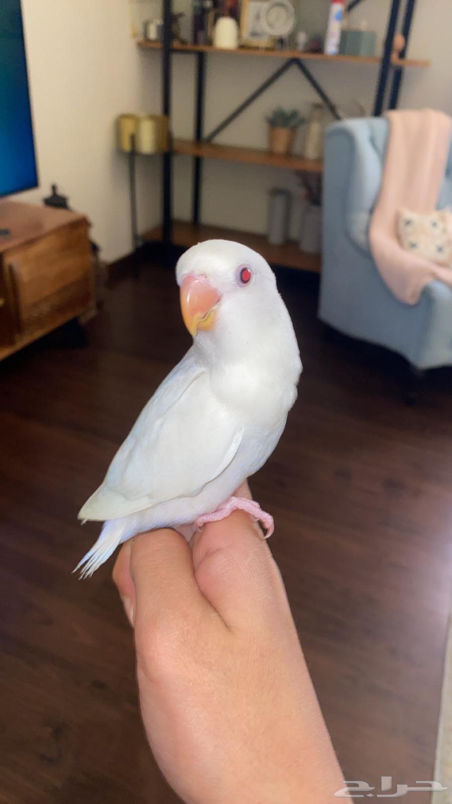 White-colored rose bird - Saleem - price 350 - tame but afraid, doesn't bite64429883251073113