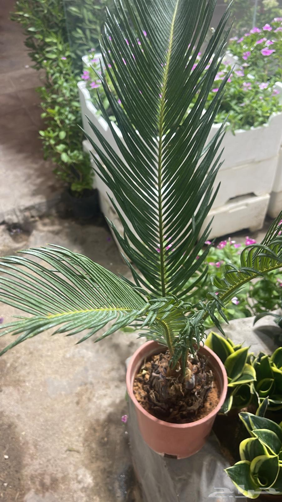 Nursery for selling all flowers and trees with delivery and installation prices64557558627075114