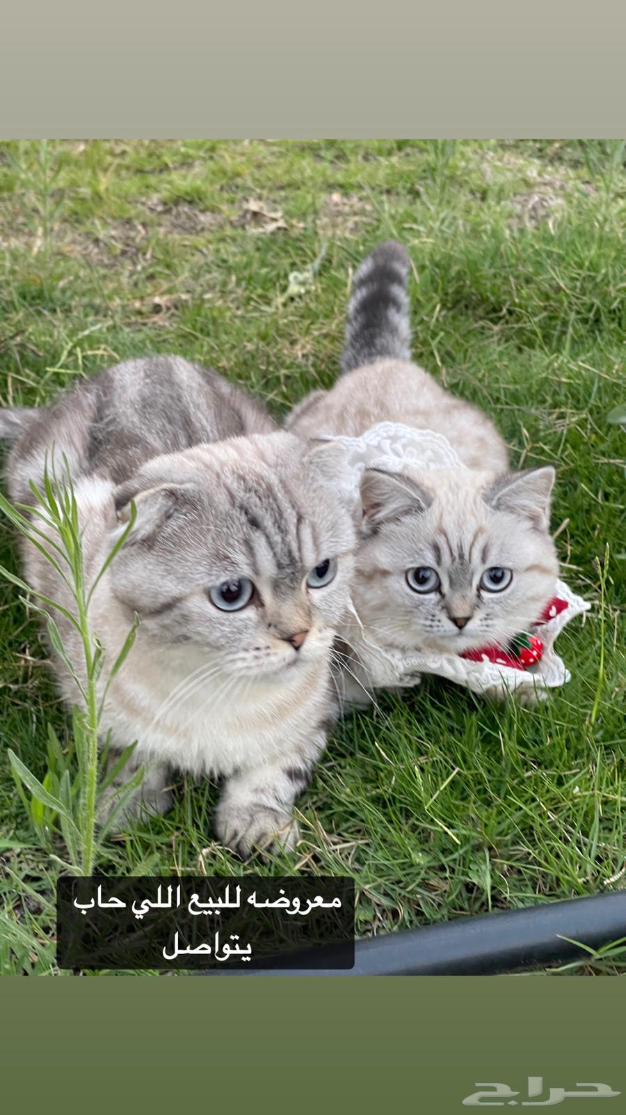 قطتين سكوتش فيلد للبيع مع اغراضها64431521387907110