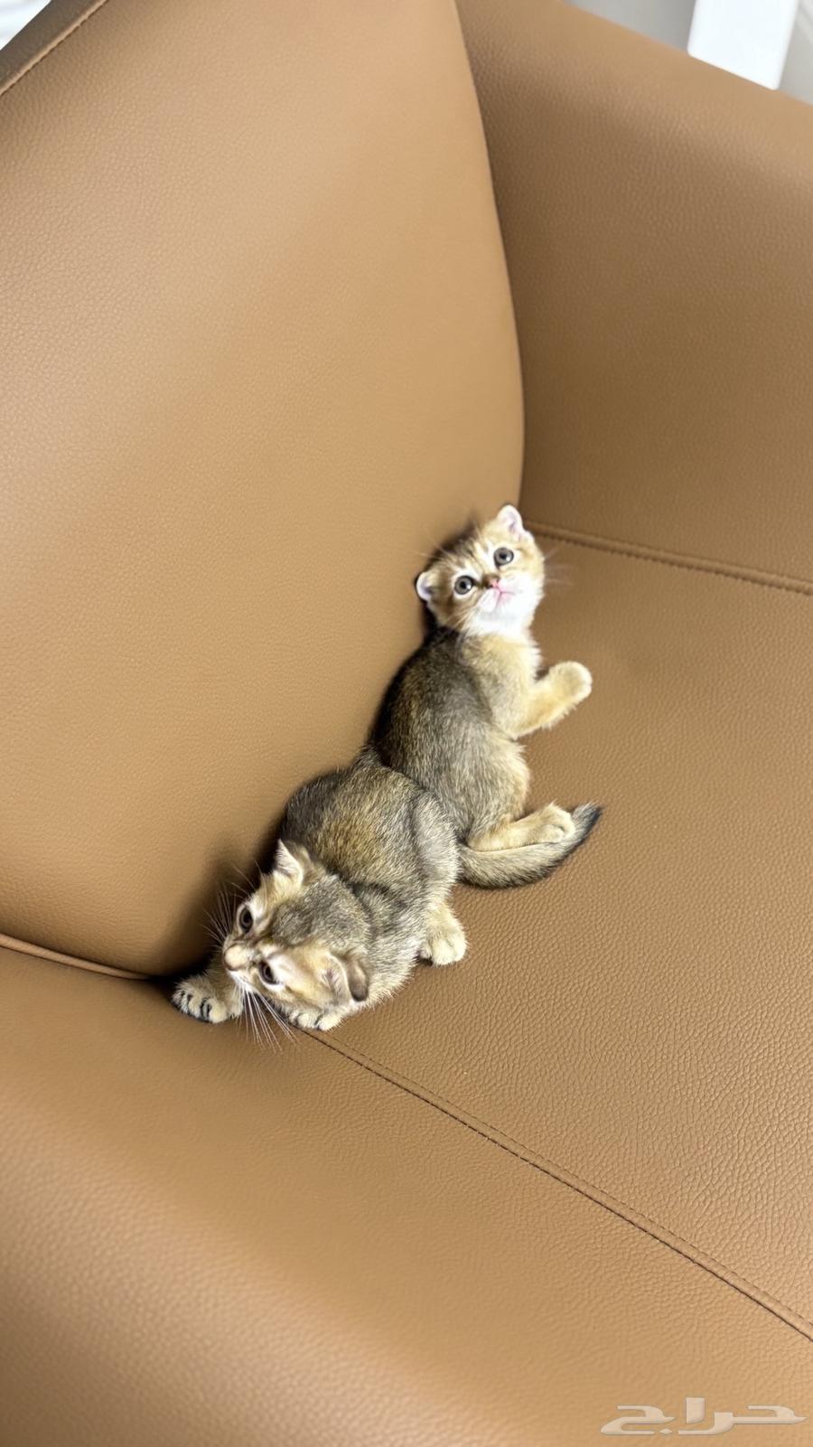 Small cats for sale, contact only for serious buyers, Scottish imported from locals64432646206978112