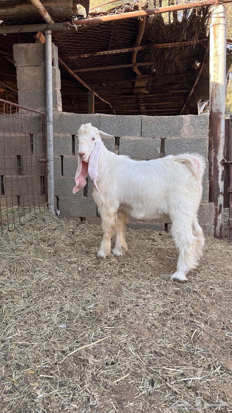 تيس عارضي اللون طيب64430462155138112