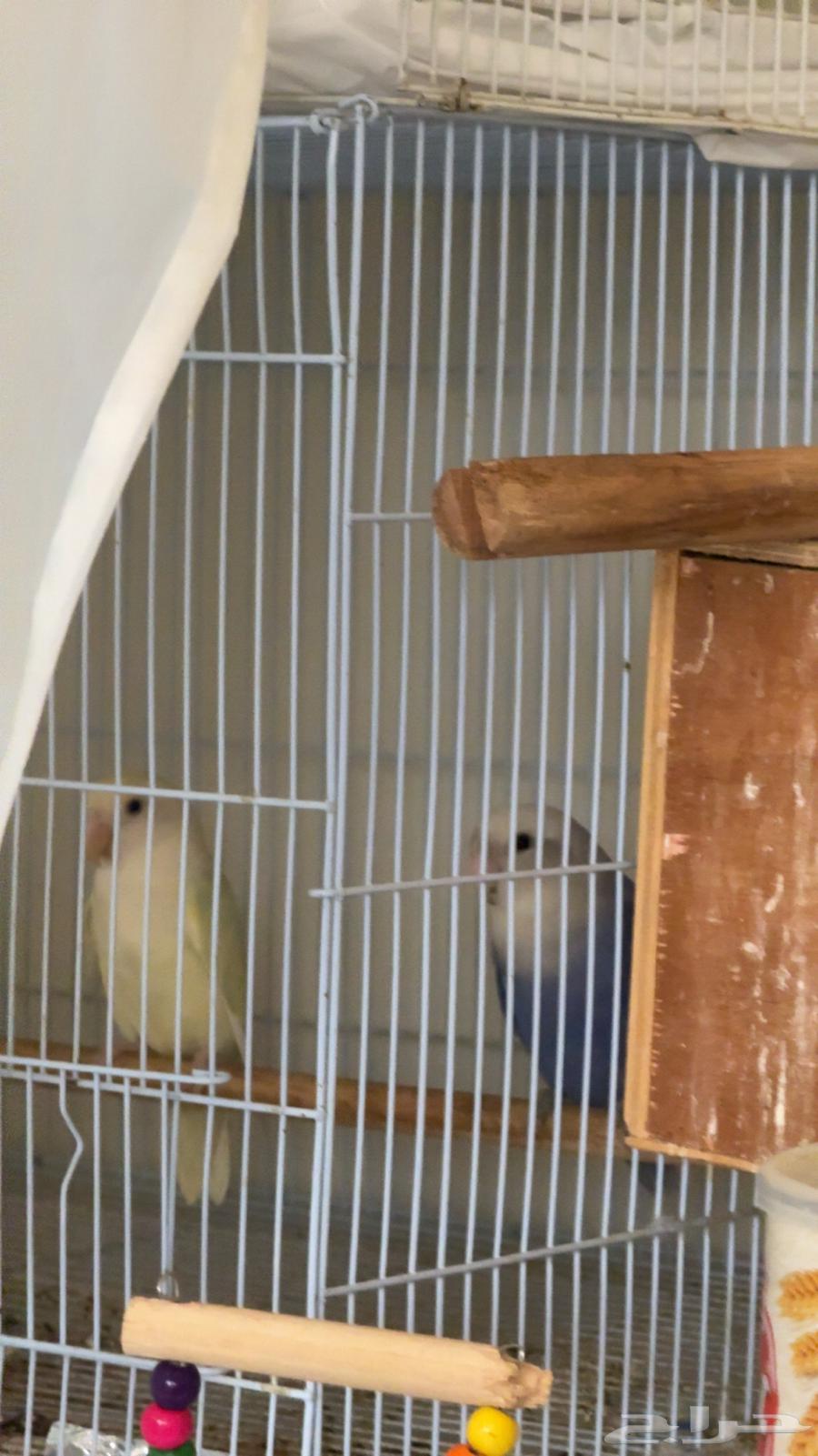 زوج روز منتج64429613895042110