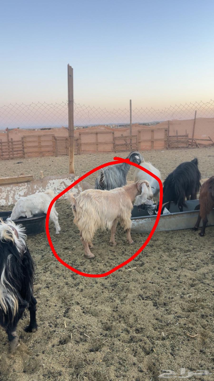 Goat64428120268673110