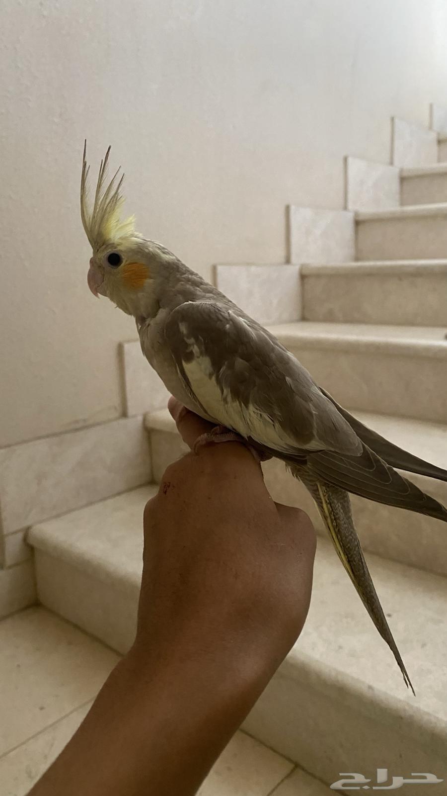 فرخ كروان للبيع(تم البيع)64427704203522110