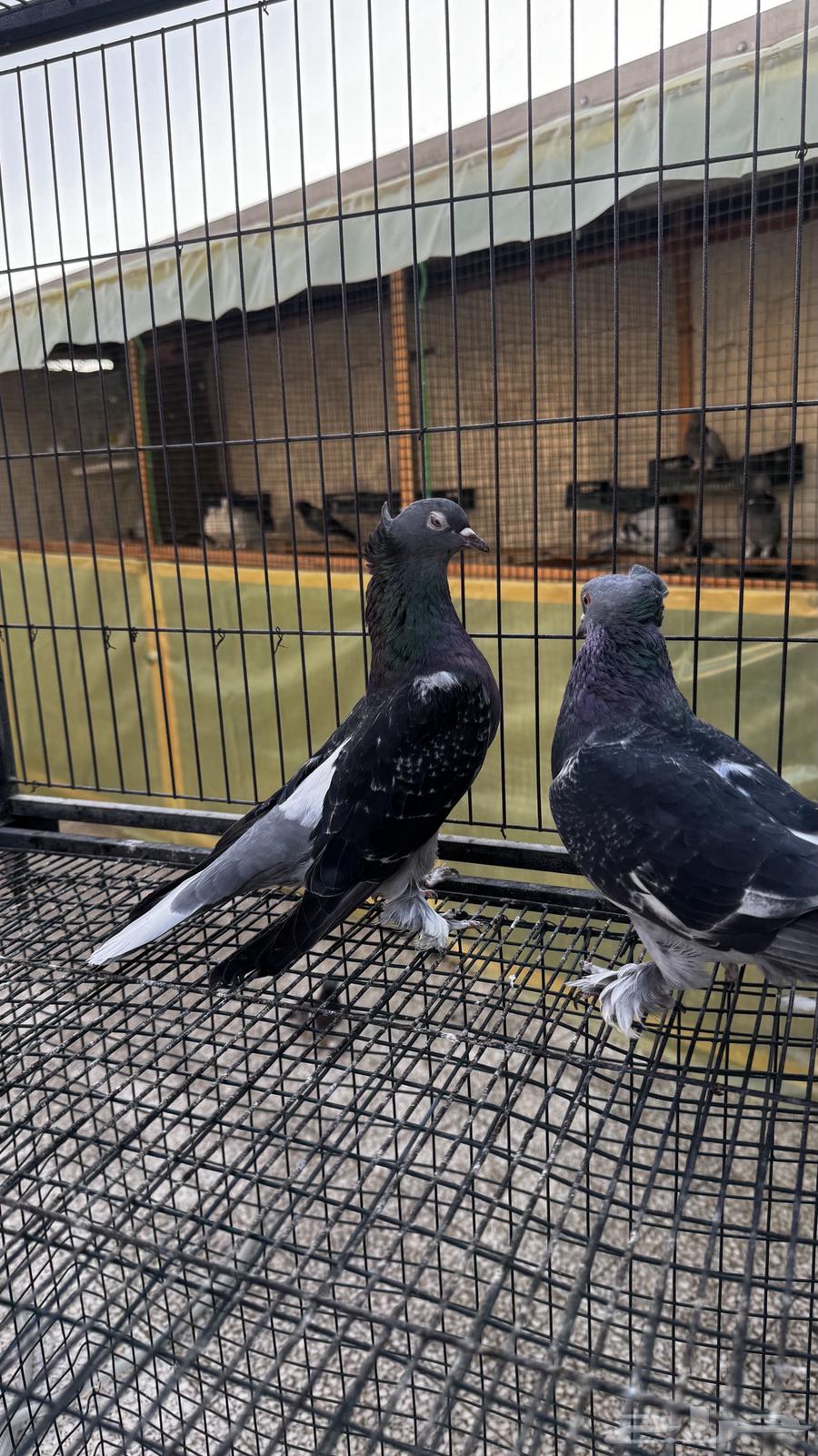 للبيع حمام تركي (تم البيع )64431754297090110