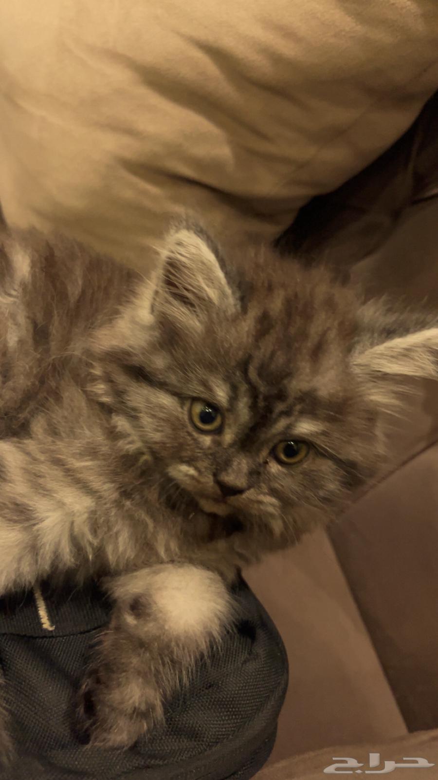 قطط للبيع64429263737218111