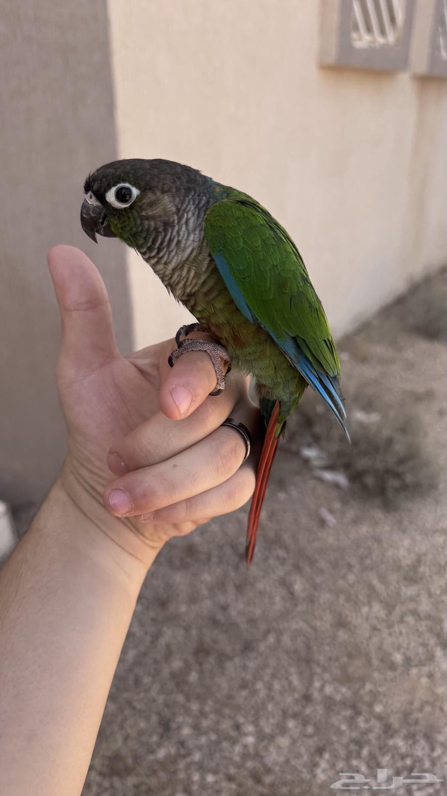 كنيور اليف64429424892035111