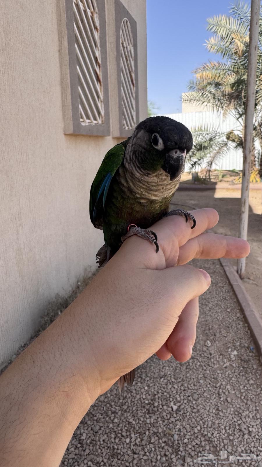 كنيور اليف64429424892035110