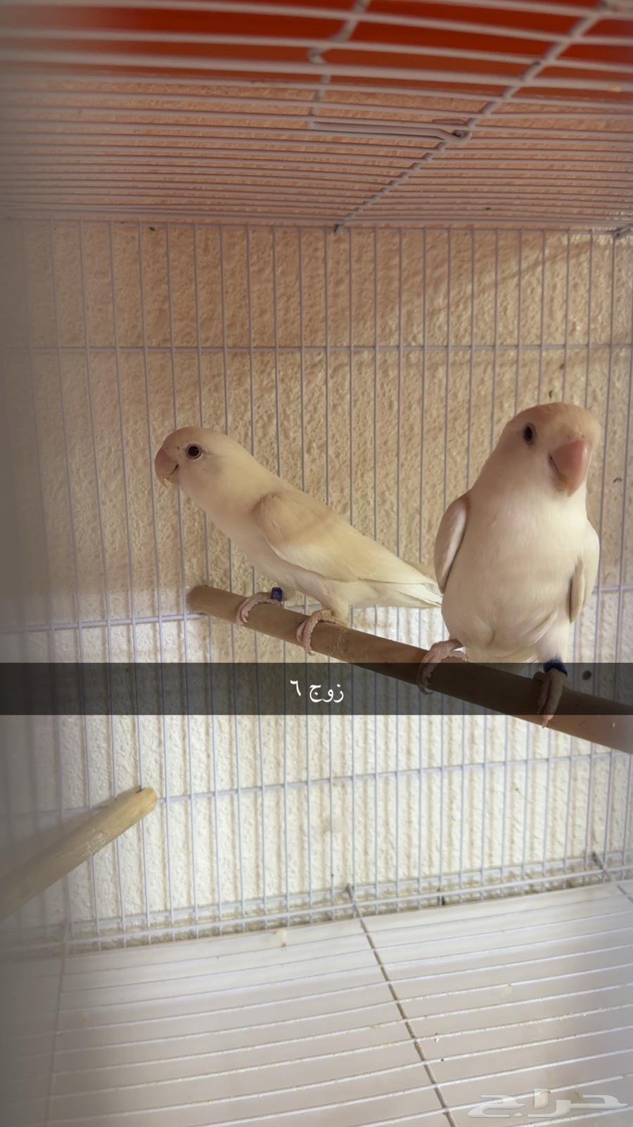 أزواج روز للبيع64428590287490114