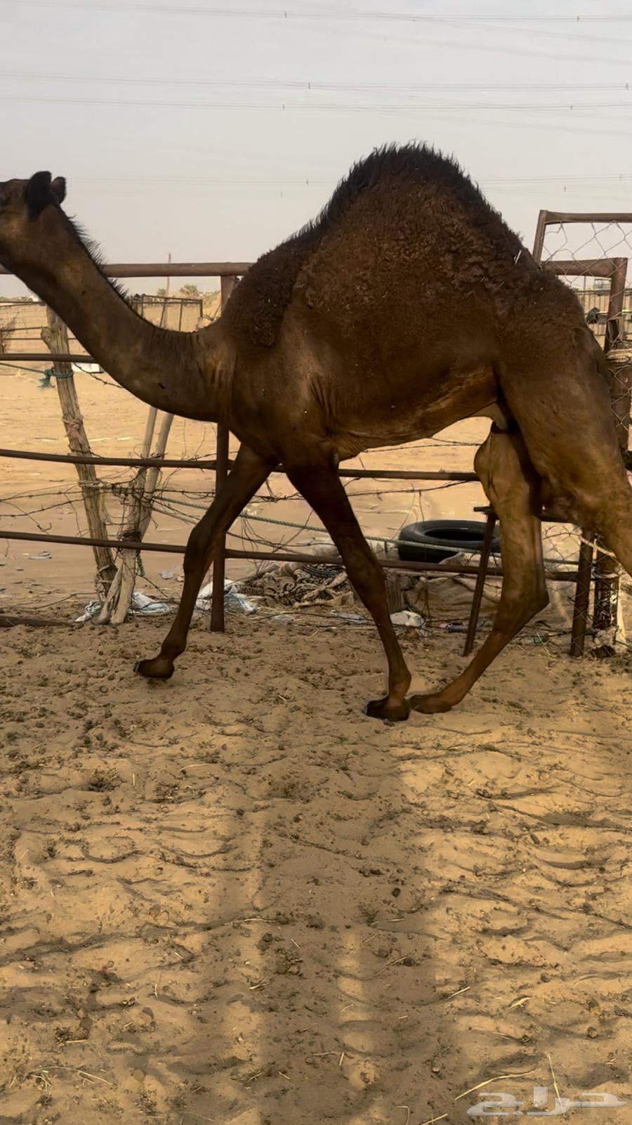 قعدان كفو تحت اماتها ترضع فل للبيع التواصل اتصال64431521422338111