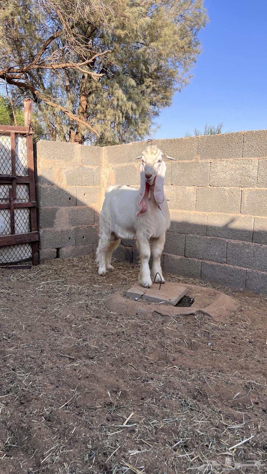 تيس عارضي اللون طيب64430462155138114