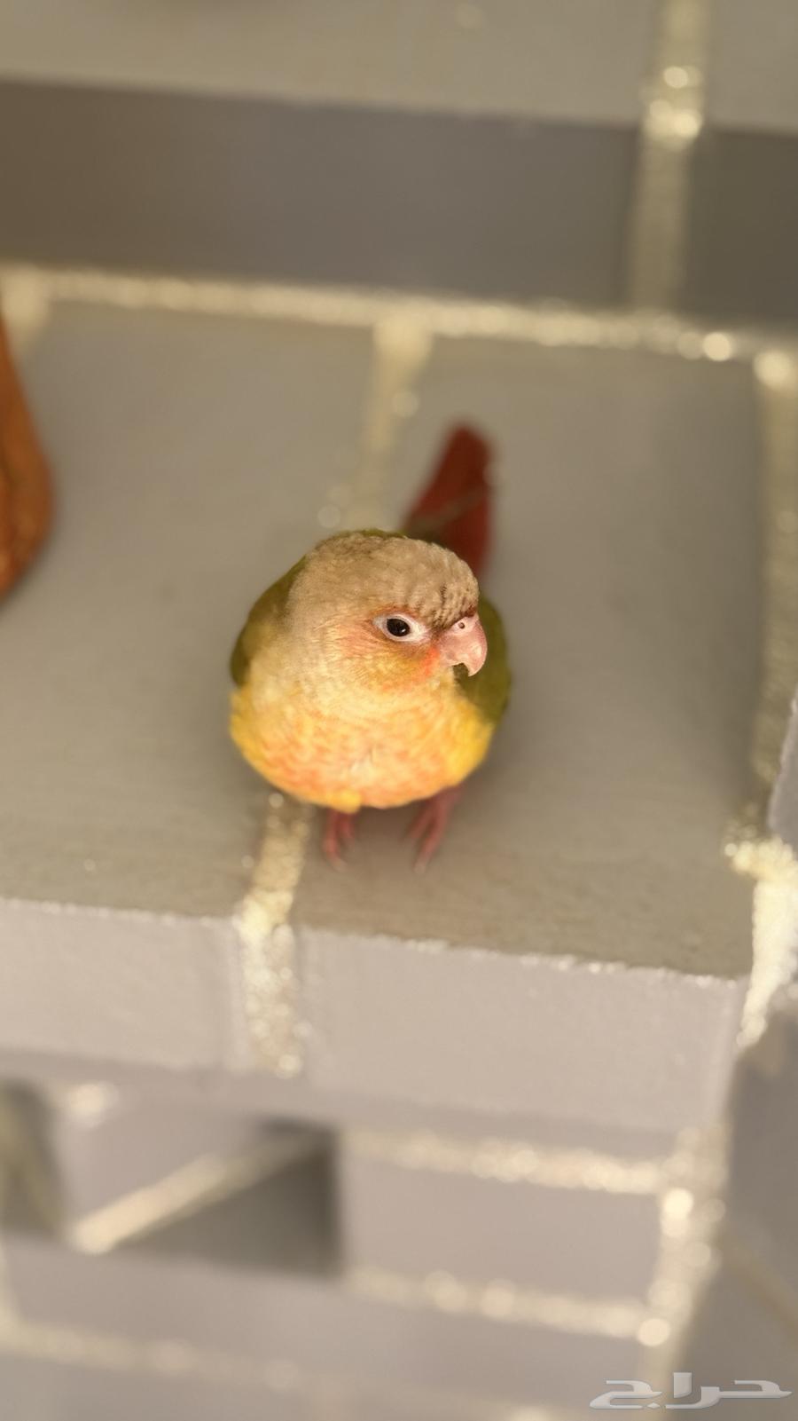 كنيور للبيع64429438227075110