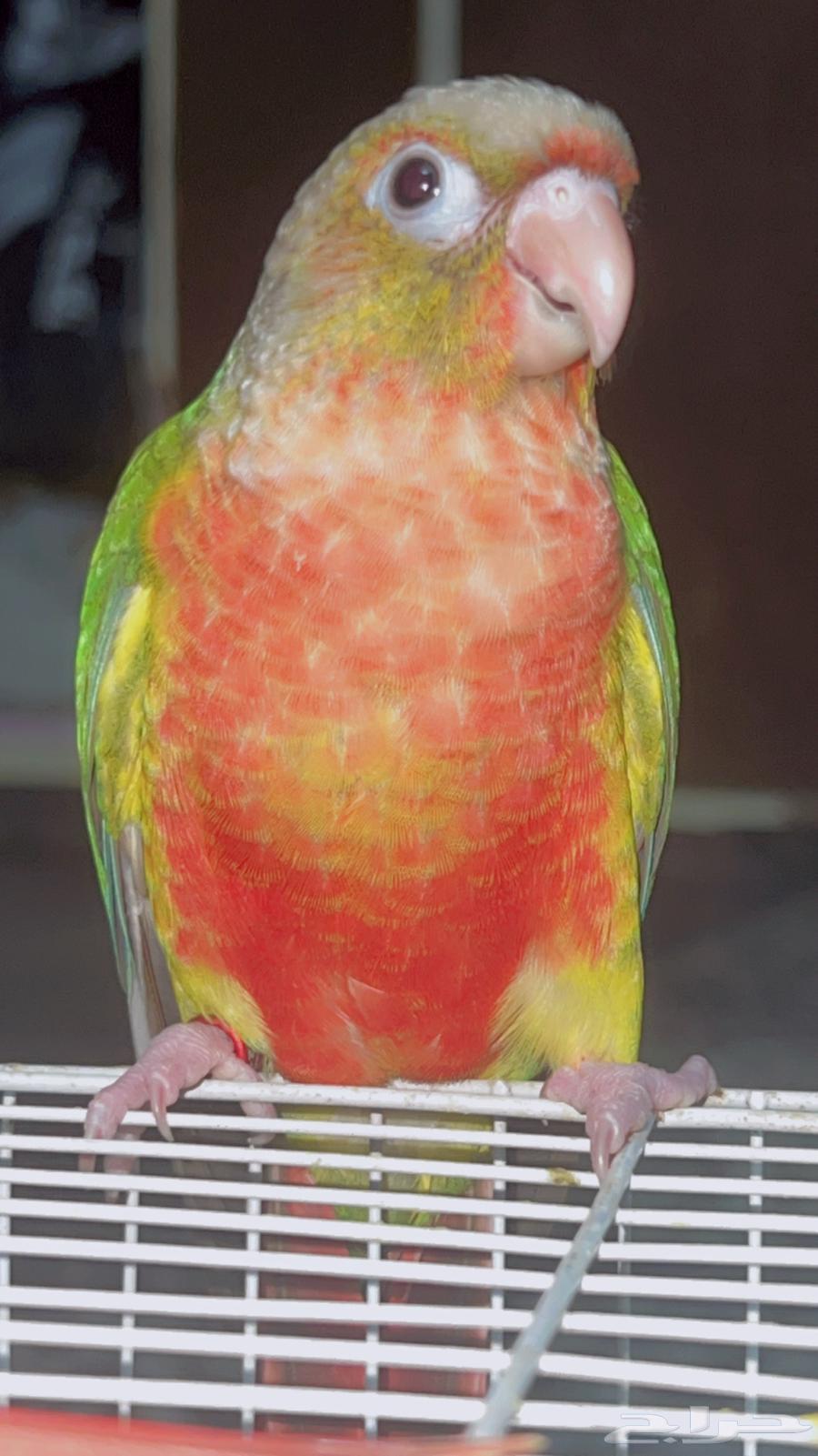 saled .64432005907331110