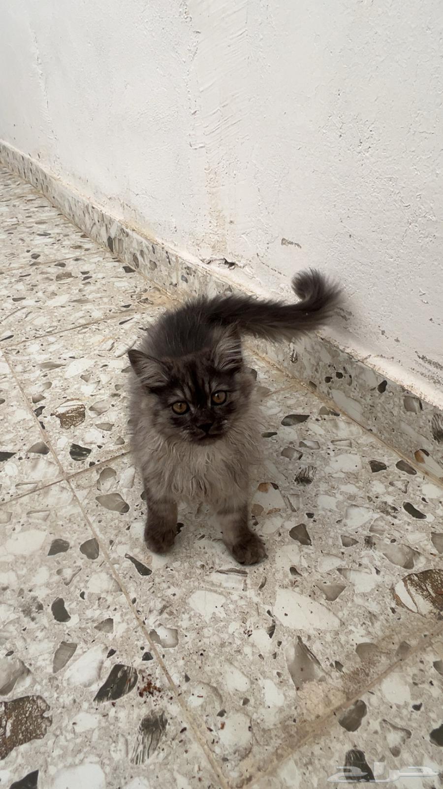 قطه عمرها اقل من اربع شهور64427410070018111