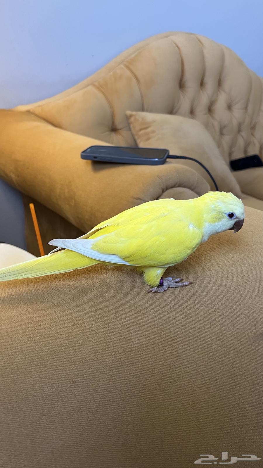 Quicker fiber and internal and external threat64429518423811111