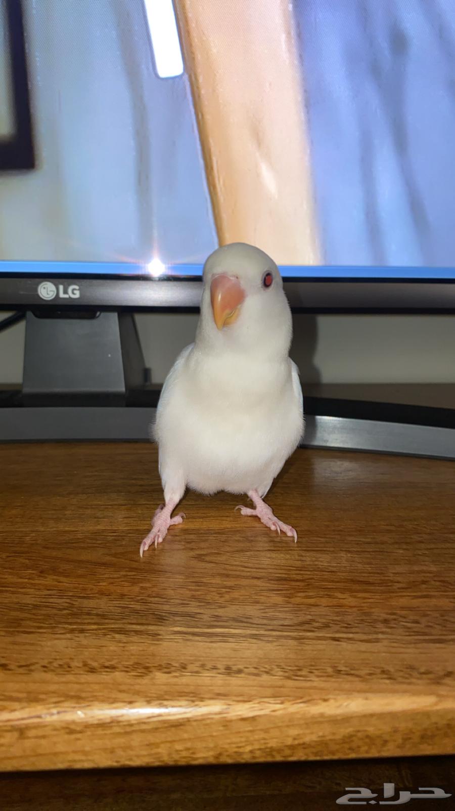 White-colored rose bird - Saleem - price 350 - tame but afraid, doesn't bite64429883251073112