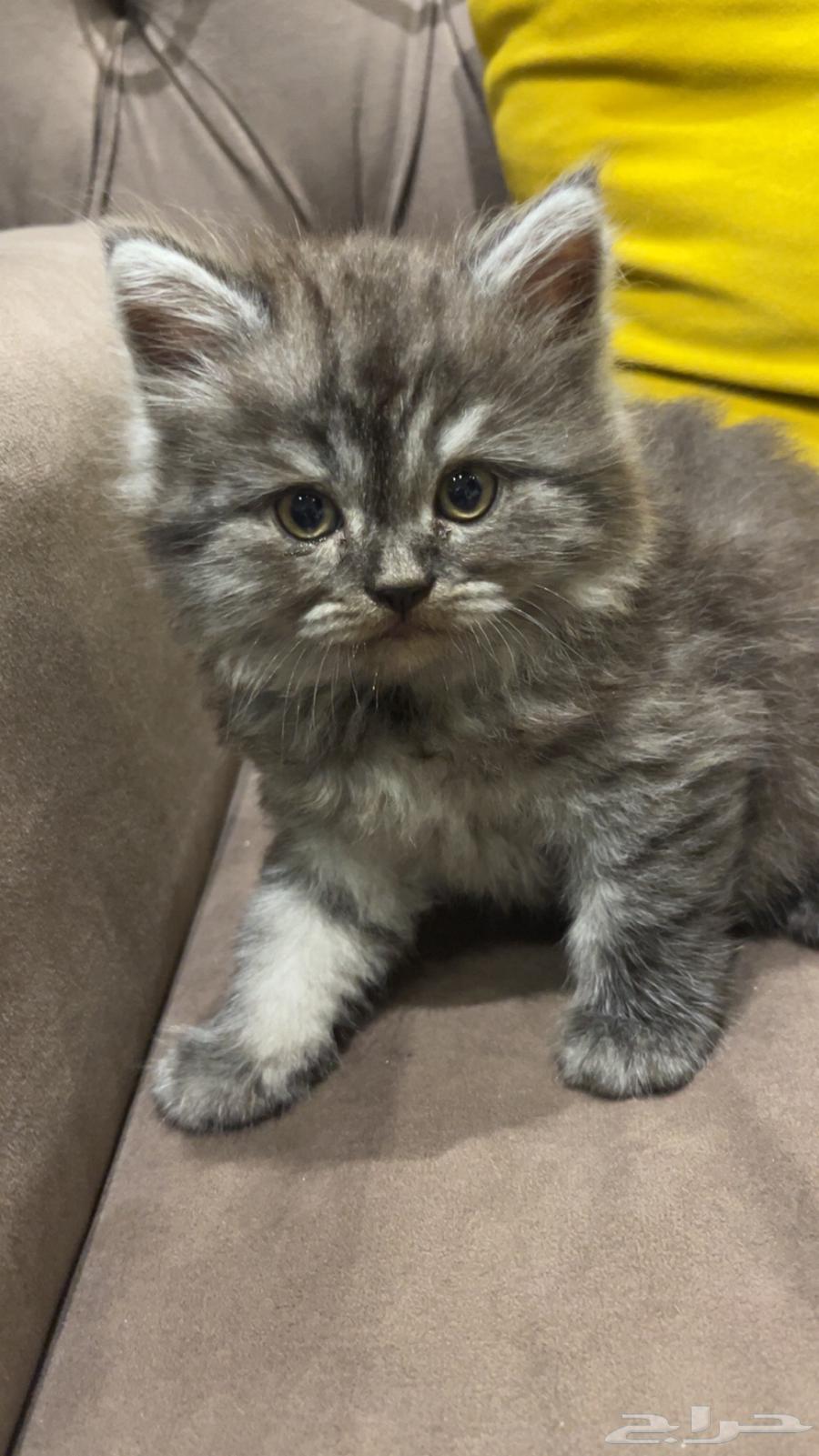 قطط للبيع64429263737218114