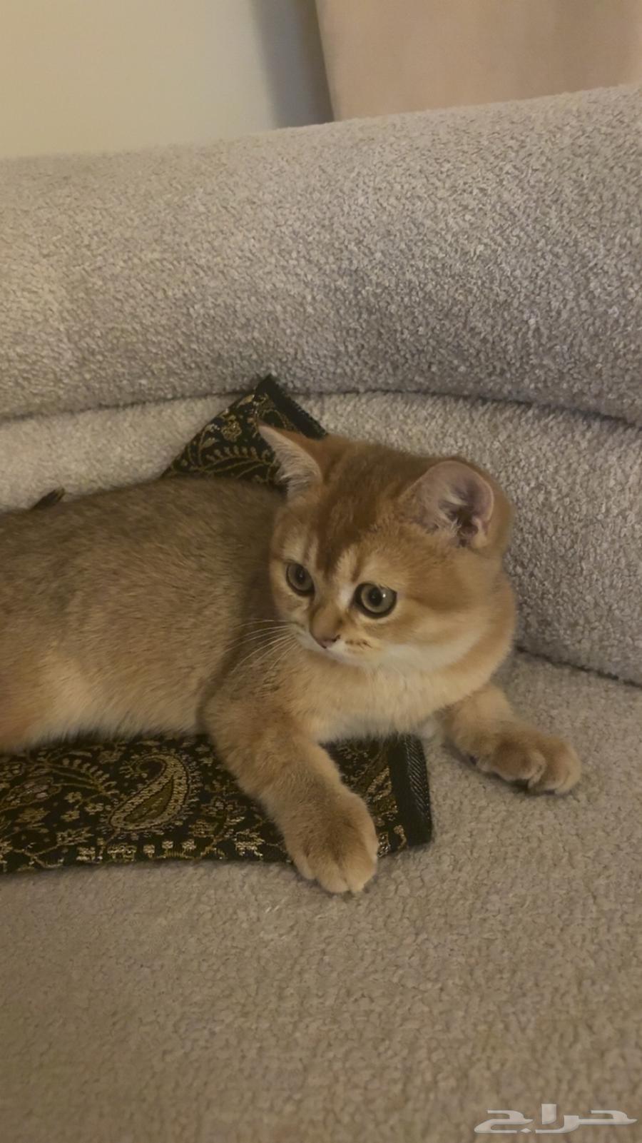 قط سكوتش للبيع64426577829762111