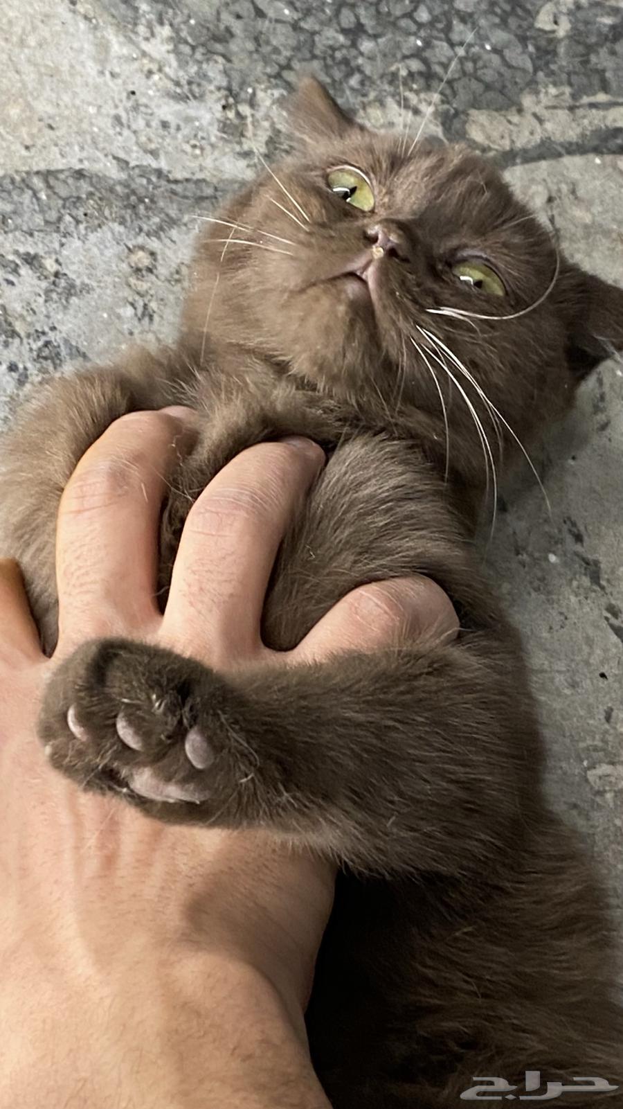 Scotch Fold64426820148225110