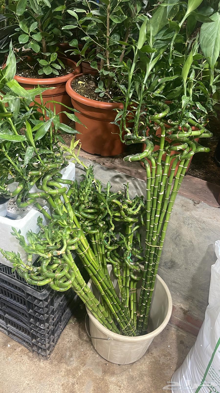 Nursery for selling all flowers and trees with delivery and installation prices64557558627075111