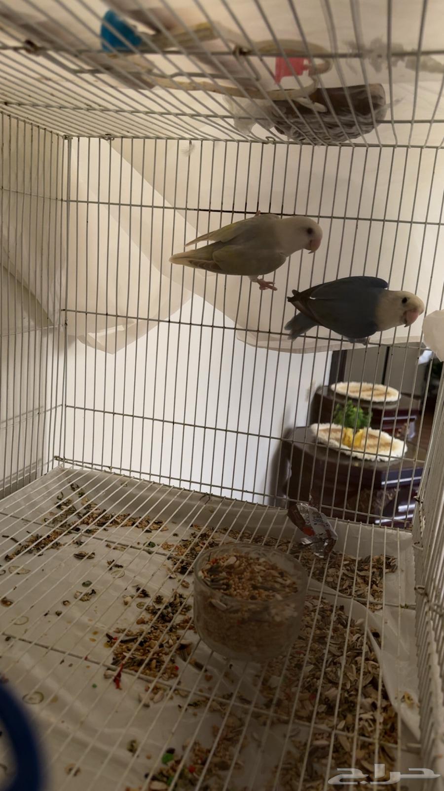 زوج روز منتج64429613895042112