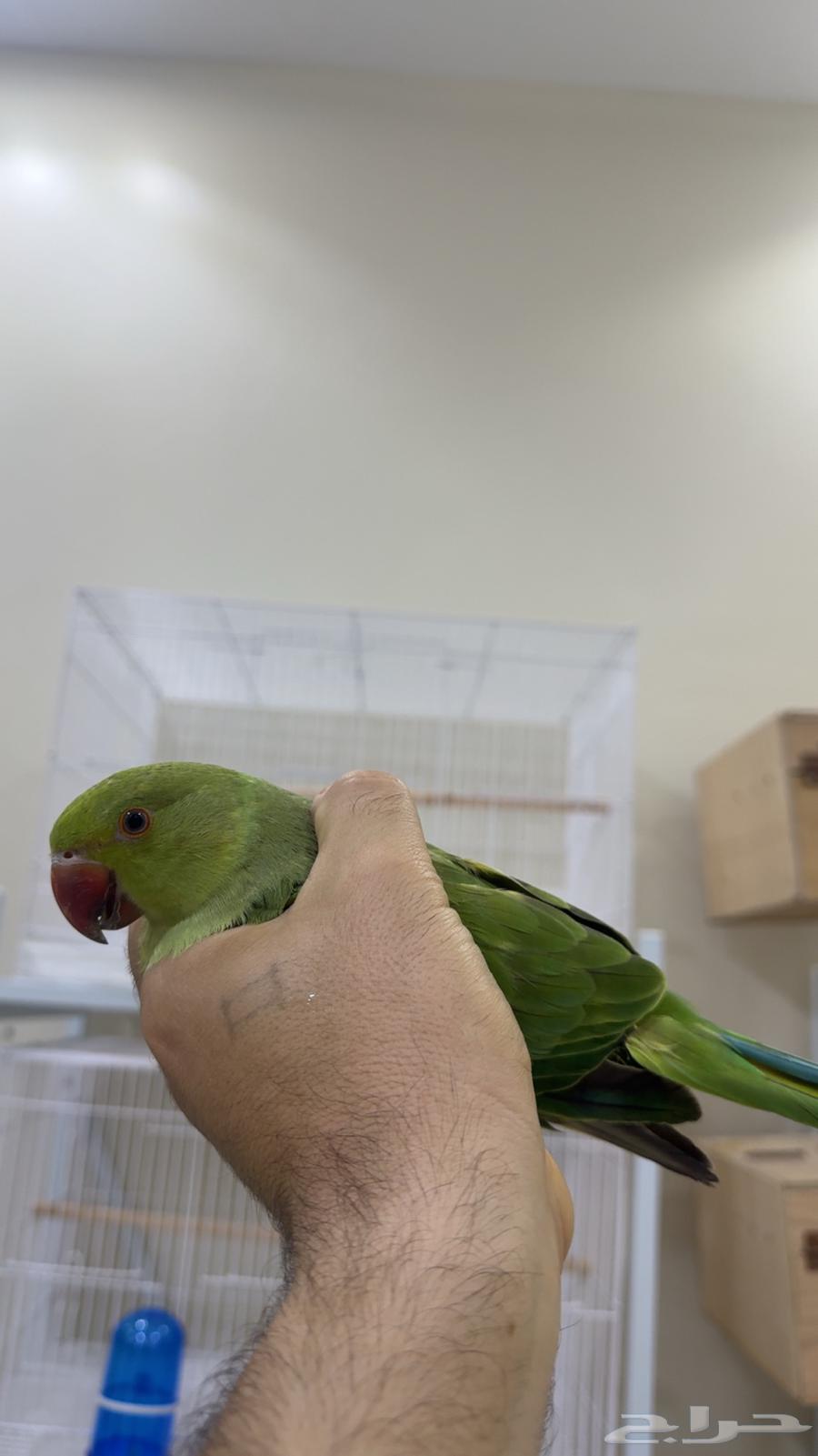 درة هندي اليف يوجد ( تابي وتمارا )64428228448898113