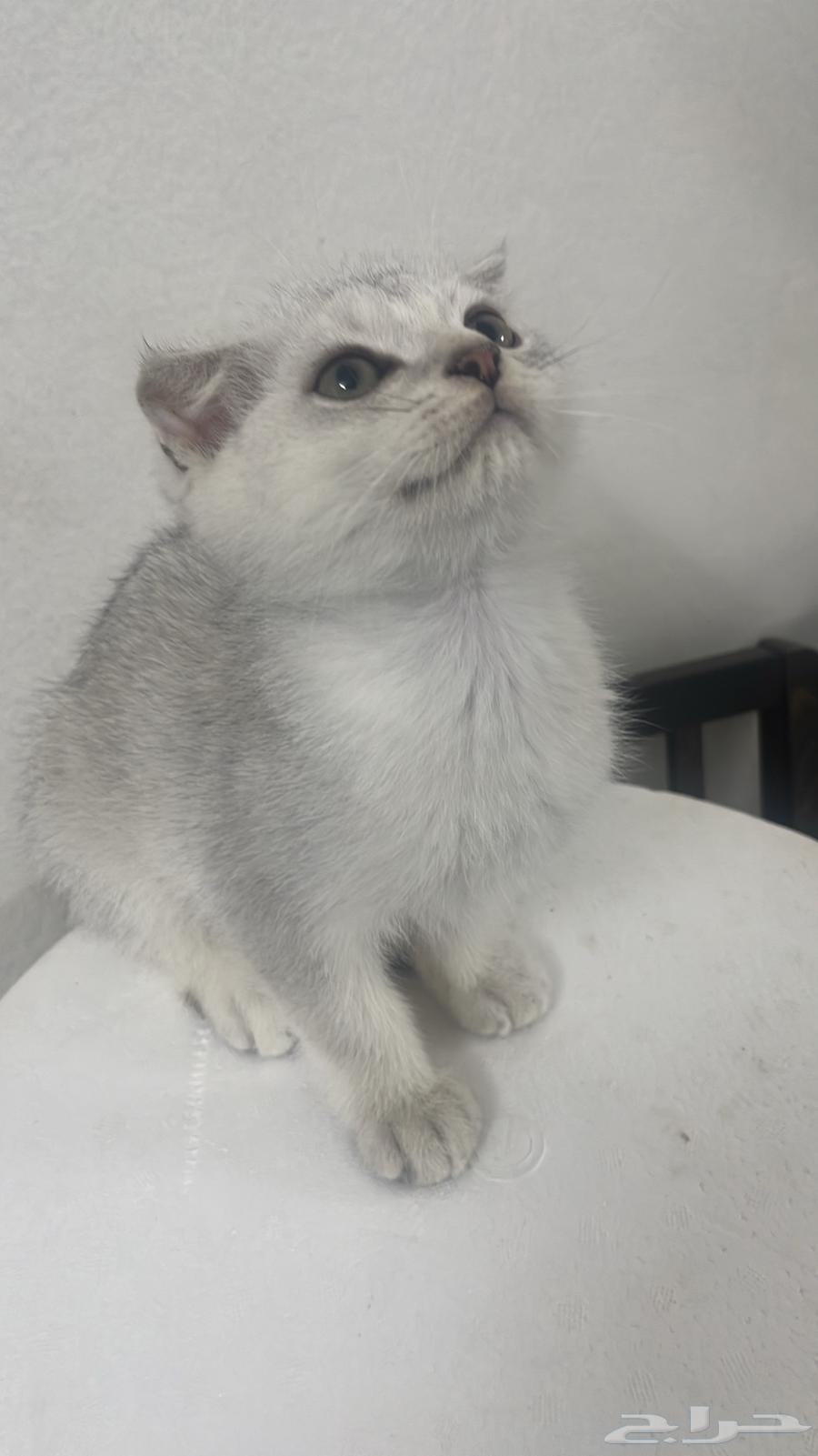 High-level Scottish Fold64439444760066113