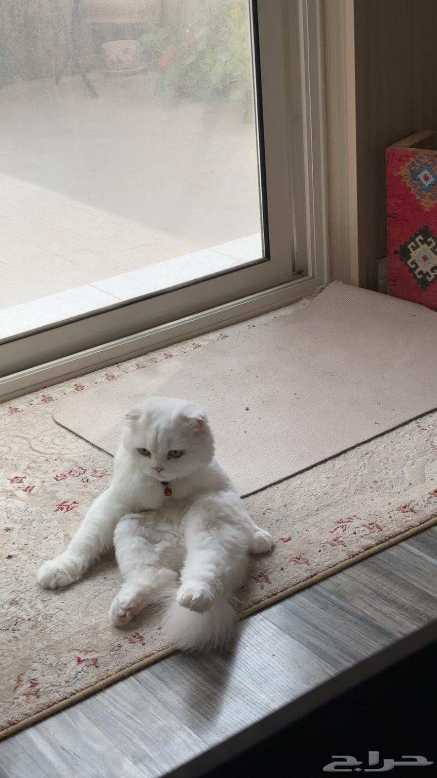 Scottish Fold Cat64428416868226114