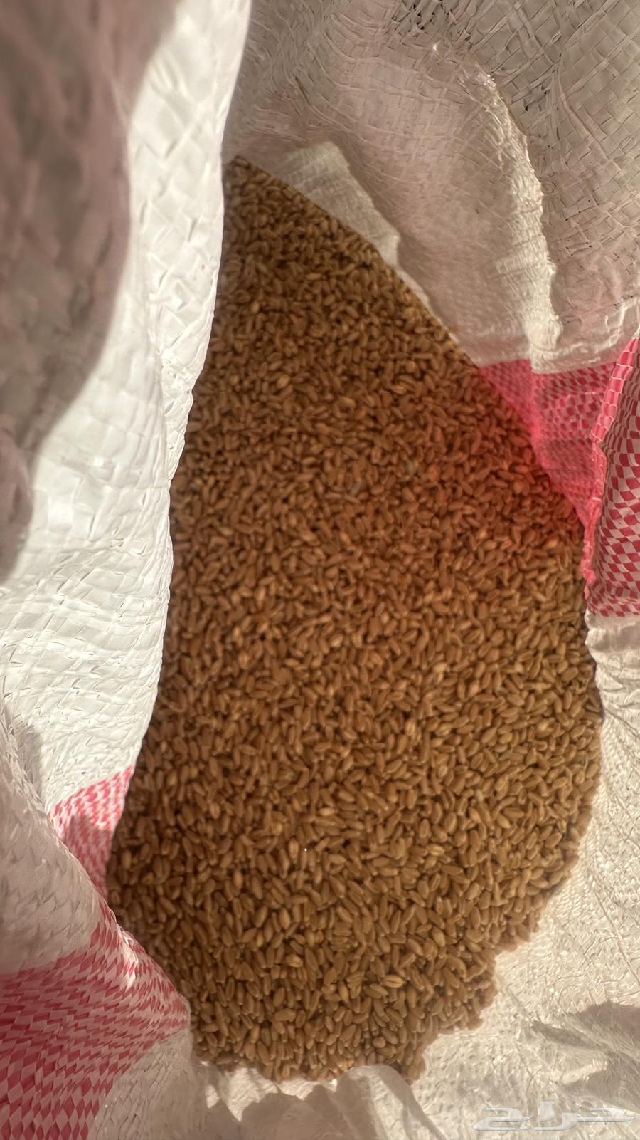 بر بللسمر64427797806082111