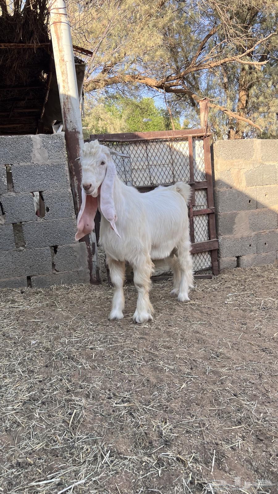 تيس عارضي اللون طيب64430462155138111